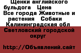 Щенки английского бульдога › Цена ­ 40 000 - Все города Животные и растения » Собаки   . Калининградская обл.,Светловский городской округ 